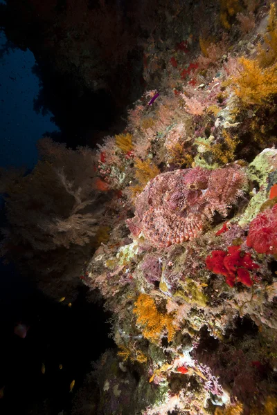 Omvandla scorpiofish i Röda havet. — Stockfoto