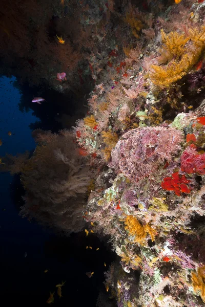 लाल समुद्रात लहान स्कोरपिफिश . — स्टॉक फोटो, इमेज