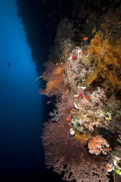Fish, coral and sun in the Red Sea. — Stock Photo, Image