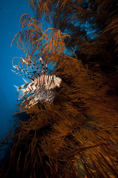 Lionfish en zwarte vertakkende koraal in de rode zee. — Stockfoto