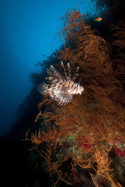 Ohnivý a černým větvení korálů v Rudém moři. — Stock fotografie