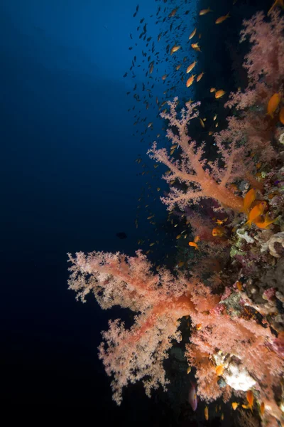 Peces y coral en el Mar Rojo . —  Fotos de Stock
