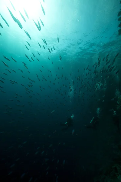 燧 （鱼群 suevica) 和潜水员在红海. — 图库照片