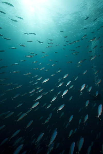 Kızıl Deniz piyadeler (caesio suevica). — Stok fotoğraf