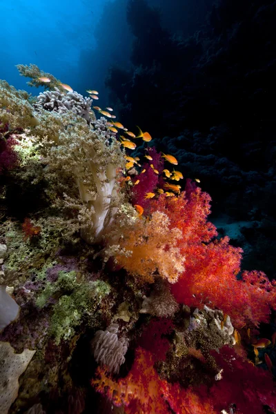 Fish, coral and sun in the Red Sea. — Stock Photo, Image
