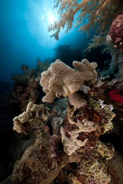 Coral de couro escorregadio e sol no Mar Vermelho . — Fotografia de Stock
