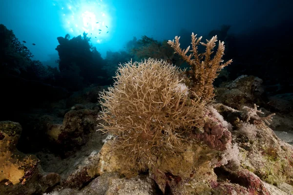 Noded geile koraal en zon in de rode zee. — Stockfoto