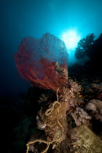 Ryby, Koral i słońca w Morzu Czerwonym. — Zdjęcie stockowe