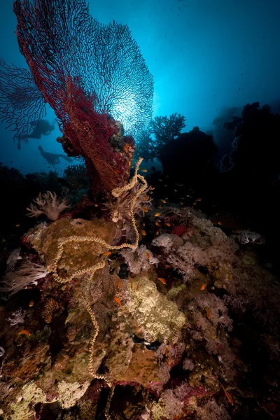 Дайверы, кораллы и солнце в Красном море . — стоковое фото