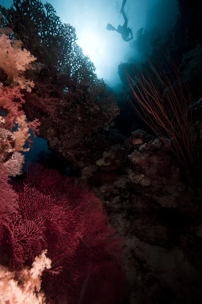 Duikers, koraal en zon in de rode zee. — Stockfoto