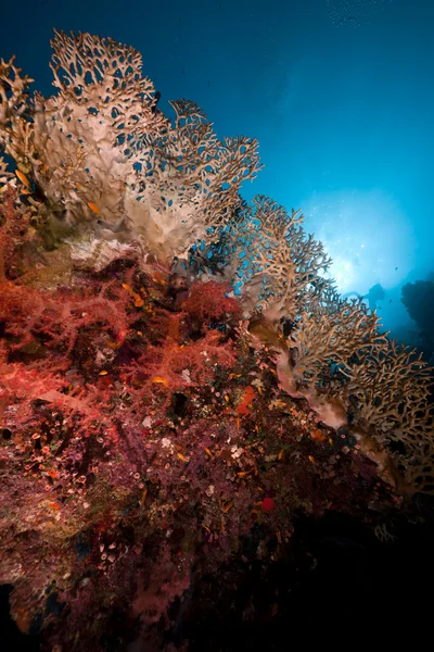 Fische, Korallen und Sonne im Roten Meer. — Stockfoto