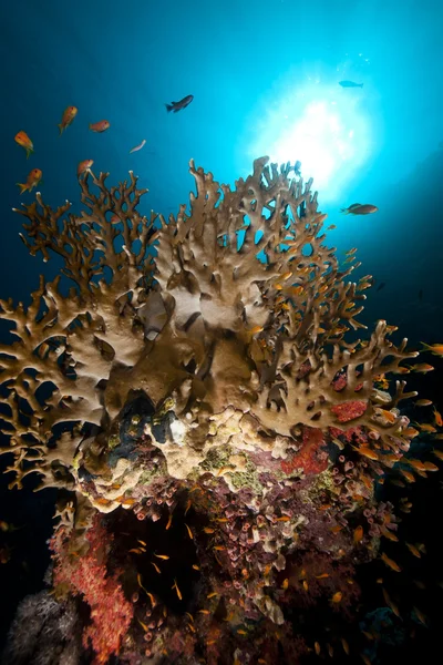 Coral de fogo líquido e peixes no Mar Vermelho . — Fotografia de Stock