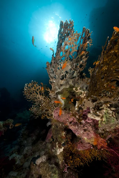 Coral de fogo líquido e peixes no Mar Vermelho . — Fotografia de Stock