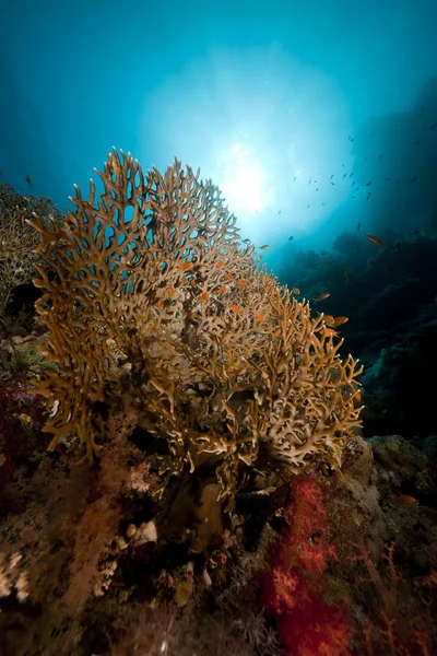 净火的珊瑚和鱼类在红海. — 图库照片