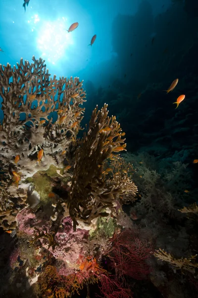 Red de fuego de coral y peces en el Mar Rojo . — Foto de Stock