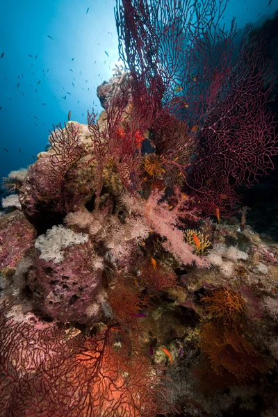 Moře fanoušků, korálů a ryb v Rudém moři. — Stock fotografie