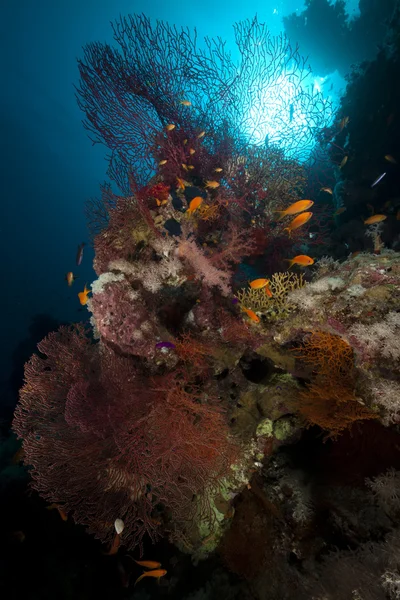 Meeresfächer, Korallen und Fische im Roten Meer. — Stockfoto