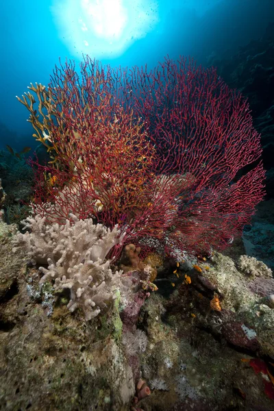 Deniz fan, mercan ve kızıl denizde balık. — Stok fotoğraf