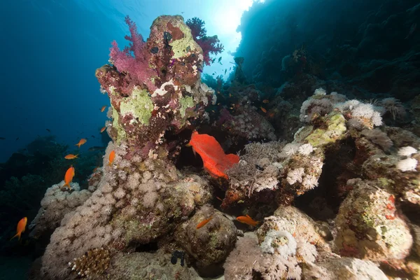 Hal, korall és a sun, a Vörös-tengeren. — Stock Fotó