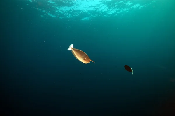 Gefleckter Einhorn-Fisch (naso brevirostris) im Roten Meer. — Stockfoto