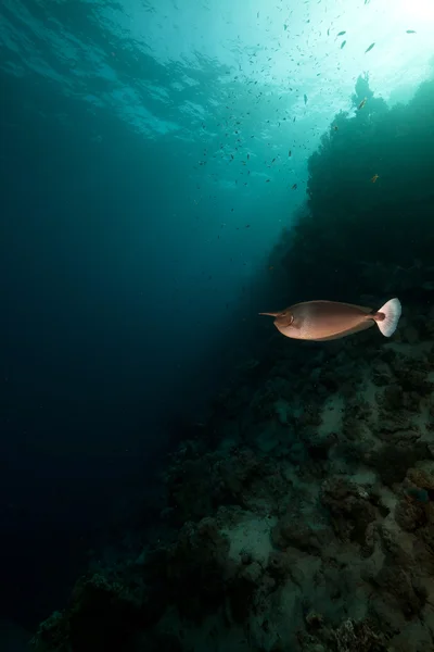 Gevlekte unicornfish (naso brevirostris) in de rode zee. — Stockfoto