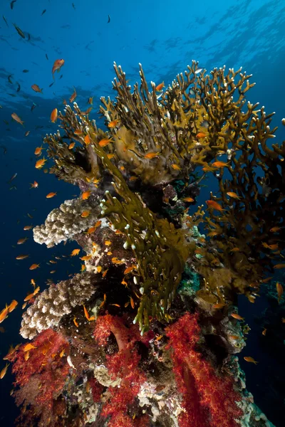 Čistý oheň korálů a ryb, v Rudém moři. — Stock fotografie