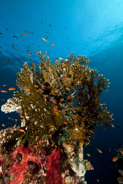 Corallo di fuoco netto e pesci nel Mar Rosso . — Foto Stock