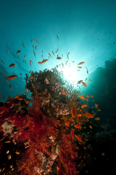 Pesce, corallo e sole nel Mar Rosso . — Foto Stock
