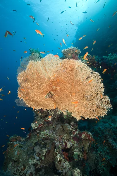 Abanico de mar, coral y peces en el Mar Rojo . — Foto de Stock