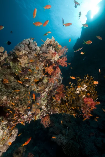 Ryby, korály a slunce v Rudém moři. — Stock fotografie