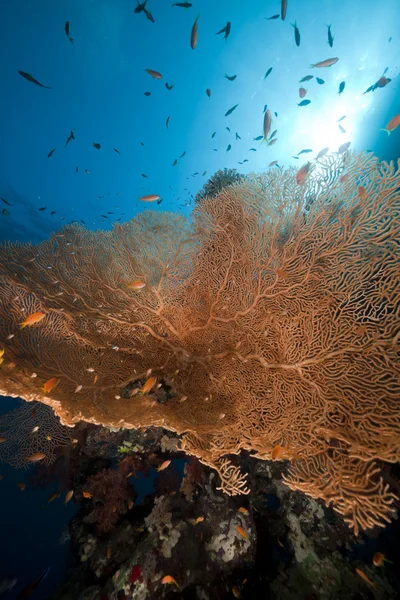 Ventilateur de mer, corail et poissons en mer Rouge . — Photo