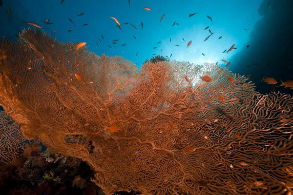 Abanico de mar, coral y peces en el Mar Rojo . —  Fotos de Stock