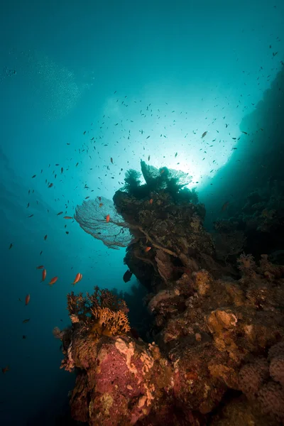 Морской веер, кораллы и рыба в Красном море . — стоковое фото