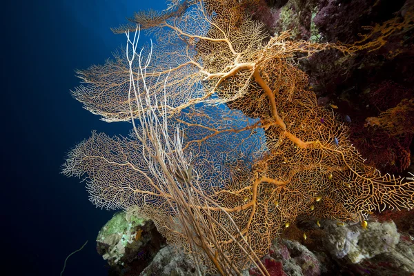 Moře fanoušků, korálů a ryb v Rudém moři. — Stock fotografie