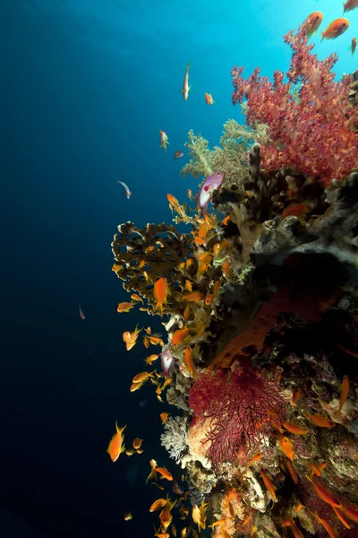 Fisk, koraller och solen i Röda havet. — Stockfoto