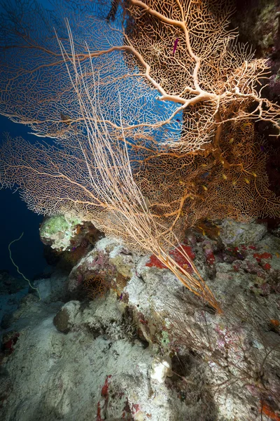 Abanico de mar, coral y peces en el Mar Rojo . —  Fotos de Stock