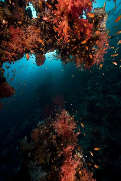 Ryby, Koral i słońca w Morzu Czerwonym. — Zdjęcie stockowe