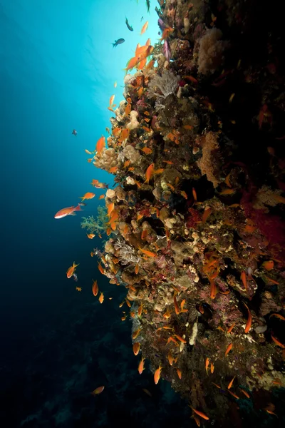 Ryby, korály a slunce v Rudém moři. — Stock fotografie