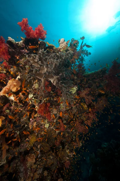 Fische, Korallen und Sonne im Roten Meer. — Stockfoto