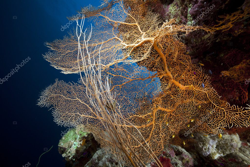 Sea Fan, Coral And Fish In The Red Sea. Stock Photo By ©all4one 20 10746615