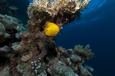 Kızıl Deniz 'de Maskeli Kelebekler.