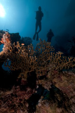 Fire coral and divers in the Red Sea. clipart