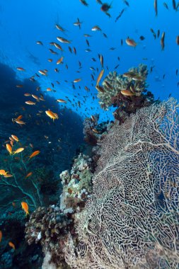 Kızıldeniz tropikal su altında yaşam.