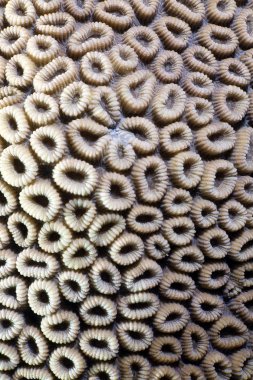 Close-up of a honeycomb coral in the Red Sea. clipart