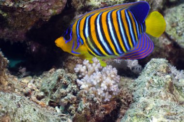 red Sea Regal angelfish.