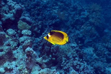 Raccoon butterflyfish in the Red Sea. clipart