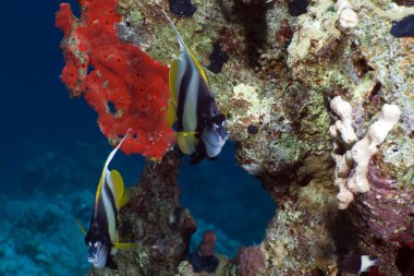 bannerfish red Sea.