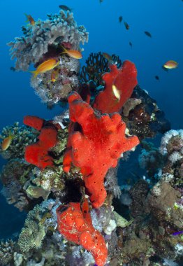 Kızıl Deniz 'deki tropik resif.