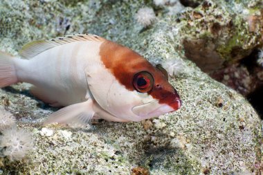 Kızıl Deniz 'de Blacktip orfozu..