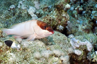 Blacktip grouper in the Red Sea. clipart